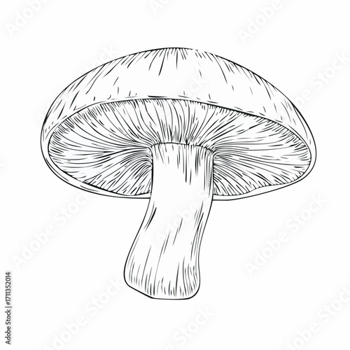graphite pencil sketch vector mushroom cap with stippled gills and gentle shadowing for culinary recipe art