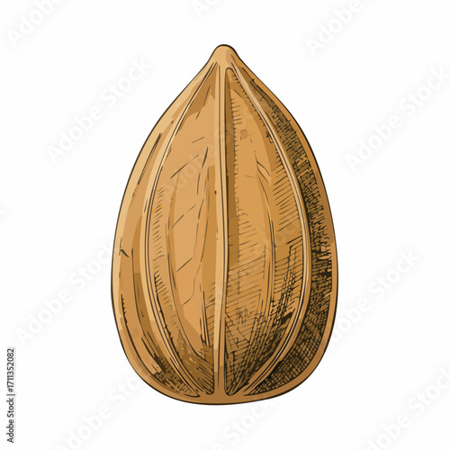 graphite pencil sketch vector almond with stippled wrinkle textures and gentle shading for recipe visuals