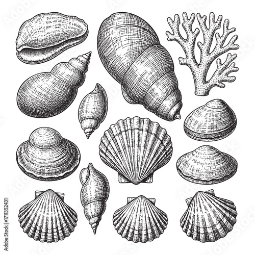 various sea shells, corals oyster, and scallop