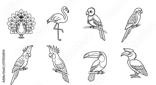 Exotic Bird Line Art Peacock, Flamingo, and More