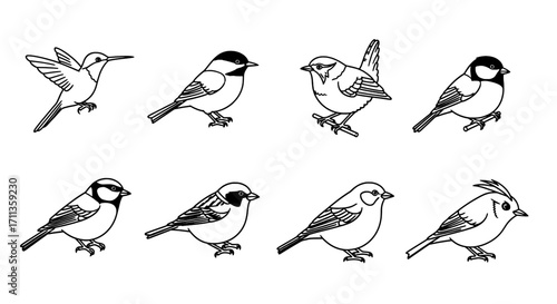 Diverse Bird Sketches A Collection of Hand-Drawn Avian Art
