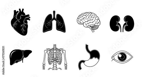 Human Organs Anatomy Vector Illustration Collection