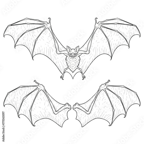 Handdrawn sketch illustration set of a flying bat with spread wings and a separate pair of wings.