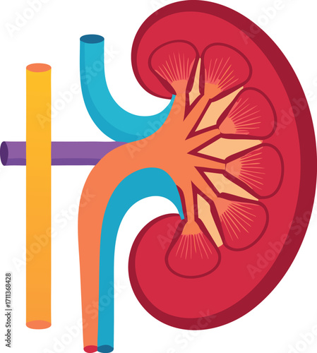 Colorful Human Kidney Cross Section Medical Vector Illustration