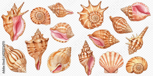 A collection of various hand-painted watercolor seashells in shades of brown and pink, isolated on a transparent background.