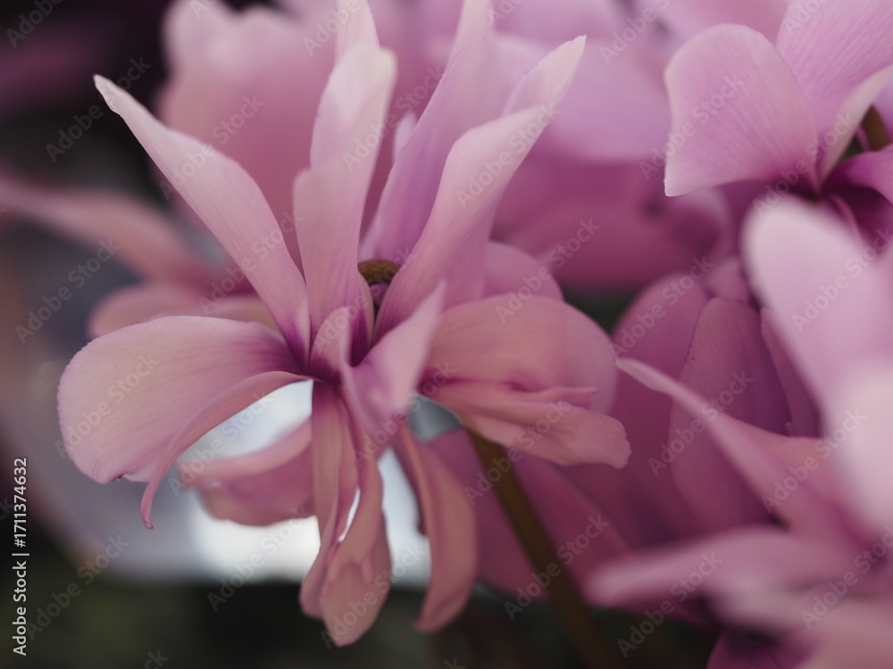 Fototapeta premium ブルー系シクラメン セレナーディア ライラックフリル