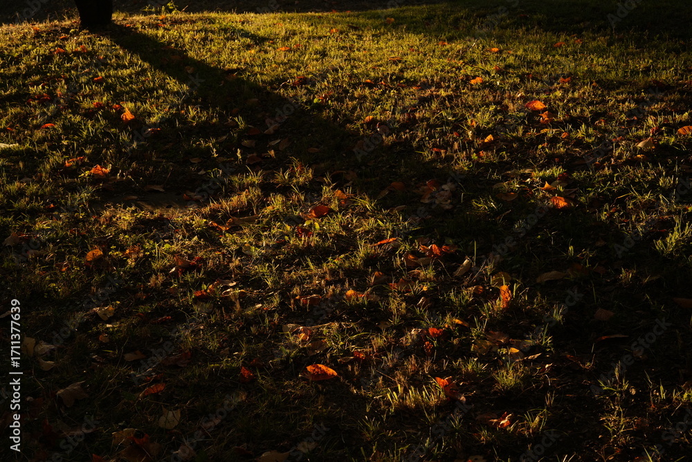 Obraz premium 色とりどりの落ち葉