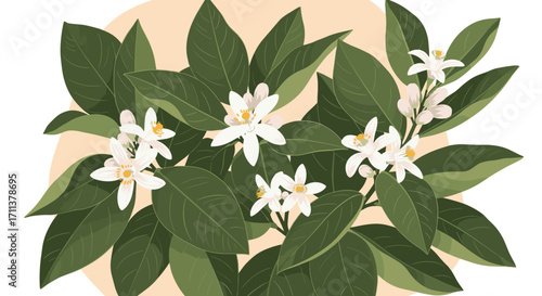 Fragrant white blossoms blooming on a citrus tree with vibrant green leaves.