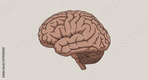 Anatomical illustration of a human brain showing its complex structure and intricate details.