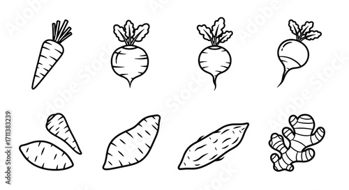 Root Vegetables Line Art Collection Carrots, Turnips, Sweet Potatoes & Ginger