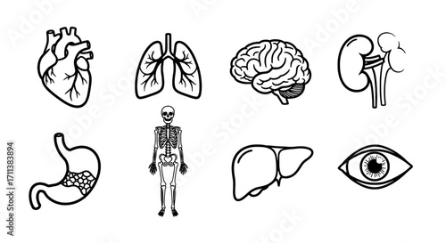 Human Anatomy Icons A Detailed Vector Illustration