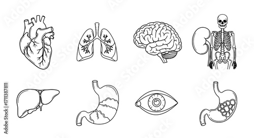 Human Organs Line Art Set for Medical Education