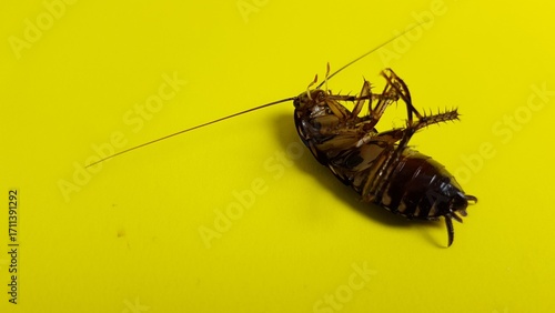 Close-up of a dead cockroach lying on its back, isolated against a vibrant yellow background, symbolizing pest control or hygiene issues.  
