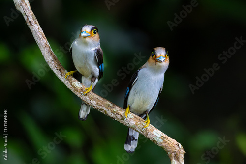 Silver-breasted Broadbill
