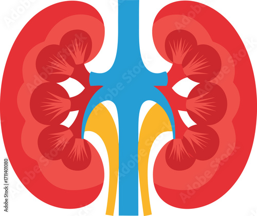 Colorful Bilateral Human Kidneys Cross Section Medical Anatomy Vector