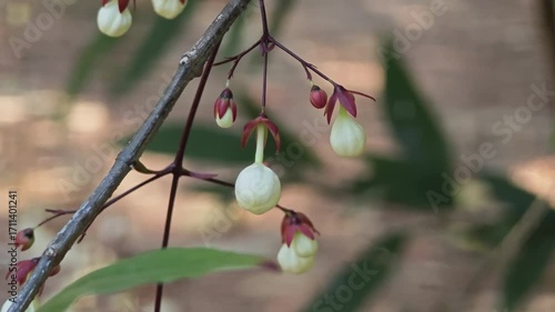 Nodding Clerodendron Flower in Nature.
