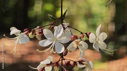 Nodding Clerodendron Flower in Nature.
