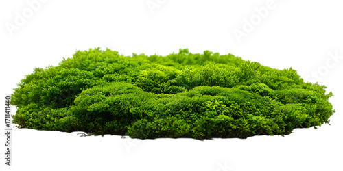Lush green moss patch isolated on white background.