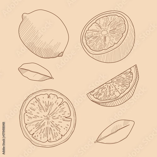 A drawing of a Lemon old engraving vector illustration