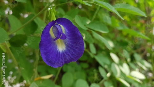 Macro shot of a vibrant blue butterfly pea flower blooming among green leaves, symbolizing natural beauty and herbal plant use.  
