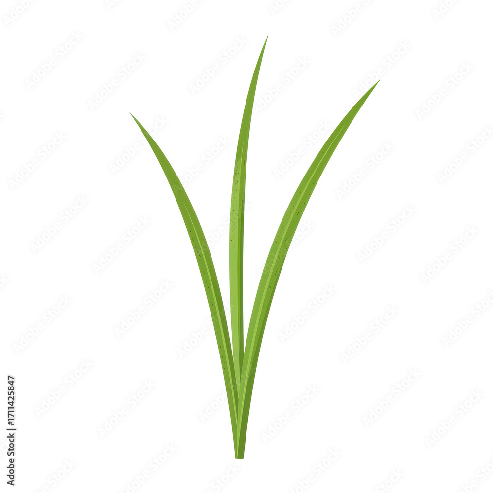 Obraz premium Three vivid green blades of grass, detailed illustration isolated on white background