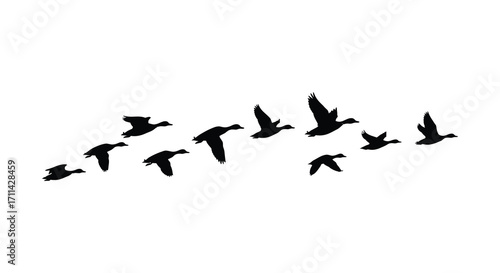 A flock of birds silhouetted against a plain white background flying freely