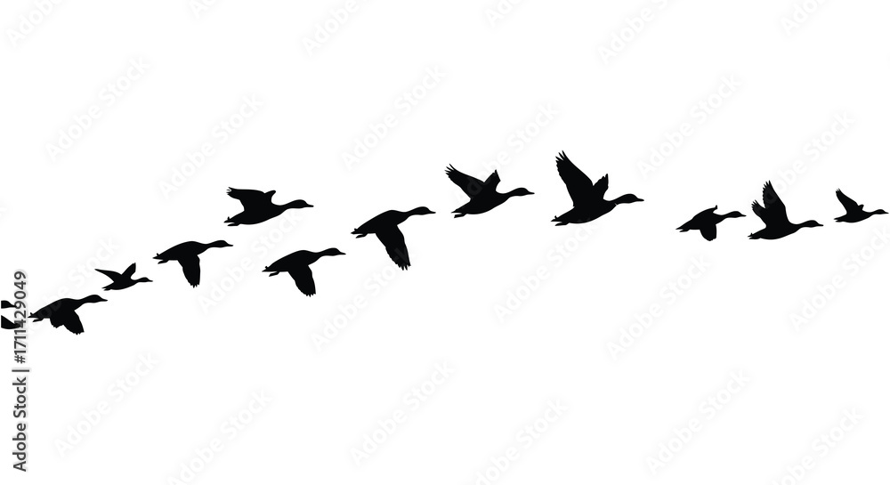 Obraz premium A flock of silhouetted birds in flight against a plain white backdrop