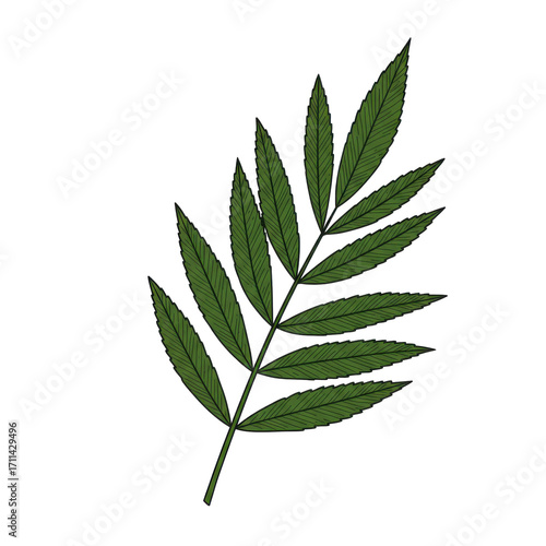 Detailed illustration of a vibrant green leaf isolated on white background