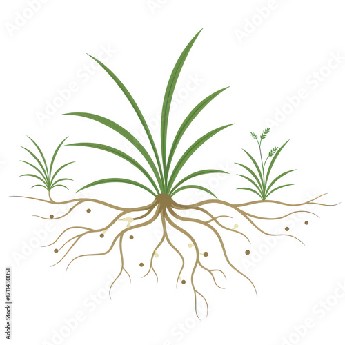 Detailed illustration of grass roots and shoots isolated on white background