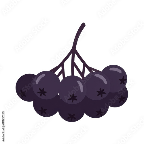 Stylized aronia berry cluster with five-pointed star detail and dark purple hue isolated on white background