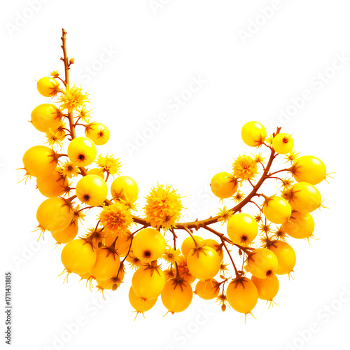 A Cluster Of Bright Yellow Berries And Star Shaped Flowers On Thin Branches Against A Transparent Background
