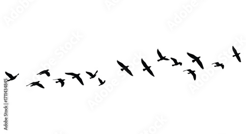 A flock of birds in flight against a stark white background