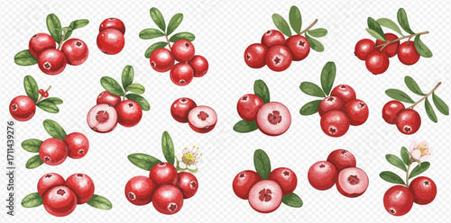 A collection of watercolor cranberry illustrations showing whole and sliced berries, clusters with leaves, and flowers, isolated on a transparent background.
