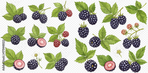 A collection of artistic blackberry illustrations showing whole, halved, ripe, and unripe berries with green leaves on branches.
