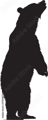Majestic bear silhouette stands tall, sniffing air