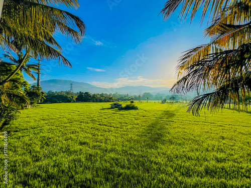 rice field in sri lanka