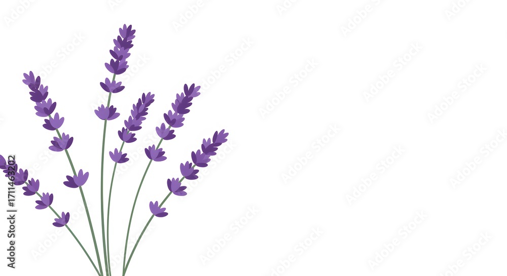 Naklejka premium Lavender stalks with purple buds arranged in a cluster against a white background