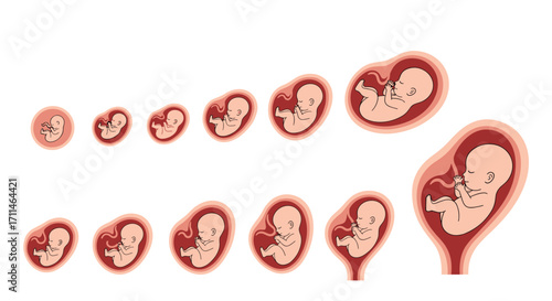 Visualizing the remarkable journey of fetal development through the stages of pregnancy.