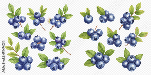 A collection of beautifully illustrated ripe blueberries with green leaves, shown in various clusters and on branches.