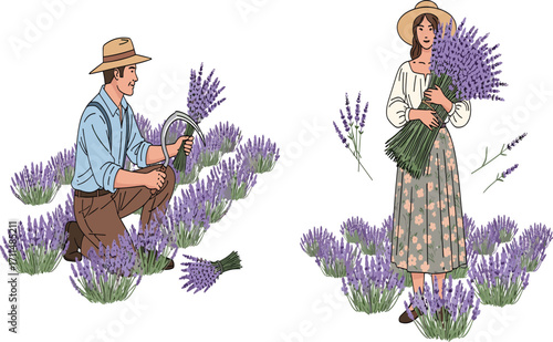 Lavender harvest, traditional farming, rural lifestyle, herbal plants, summer field, floral bouquet, countryside workers, organic agriculture, nature, aromatic herbs