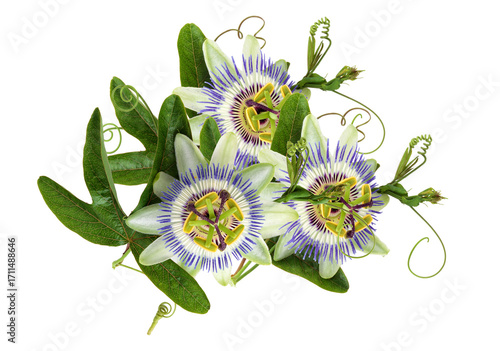 Tableau sur toile intricate passion flowers and leaves set against black