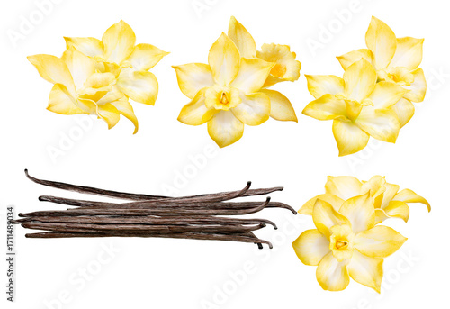 Fototapeta Naklejka Na Ścianę i Meble -  fragrant vanilla flowers and beans displayed in a group