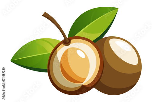 vector illustration of a longan fruit
