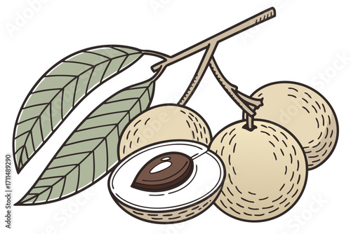 vector illustration of a fruit