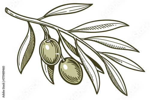 olive branch vector