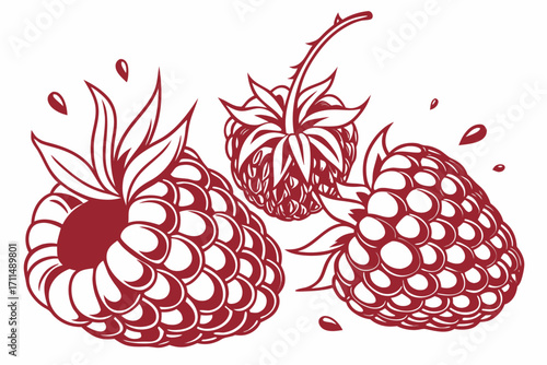vector illustration of a raspberry