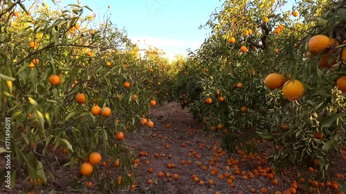 Orange Groves, mandarin tree. Orange fruit farm field. Mandarin trees on farm field. Harvest season in Spain. Citrus Tangerine plant. Camera movement inside orange garden with mandarin on trees. 