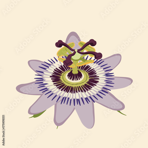 Illustration of a passion flower, showing petals, stamen, pistil, and pollen details