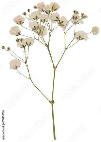 Close-up of dried, pressed white gypsophila branch