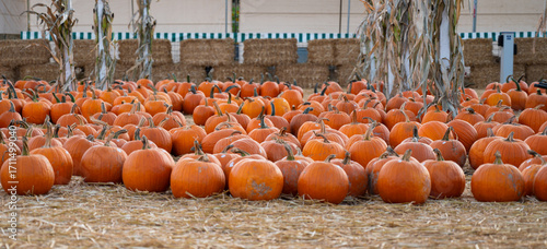 Festive autumn pumpkin patch. Dozens of bright orange pumpkins arranged on straw with hay bales and corn stalks in the background.